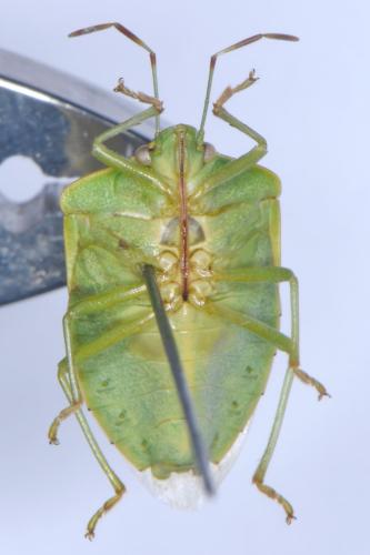 Nezara viridula